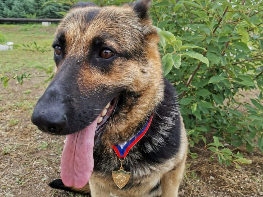 ​Кинологи и их пограничные собаки в Забайкалье награждены жетонами «За отличие в службе»